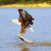 African Fish-Eagle
